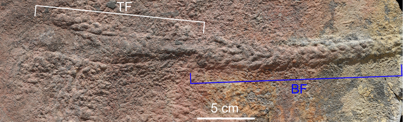 Yilingia spiciformis fossil and associated tracks.